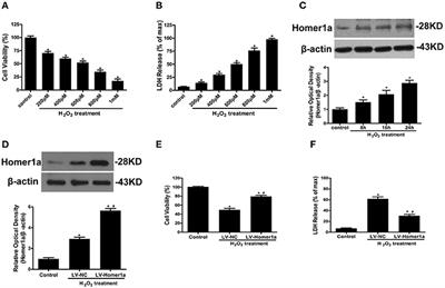 Homer1a Attenuates Hydrogen Peroxide-Induced Oxidative Damage in HT-22 Cells through AMPK-Dependent Autophagy